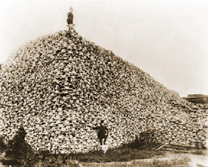 General Philip Sheridan ordered his soldiers to exterminate the American buffalo, which he thought would kill off the resisting plains Indians