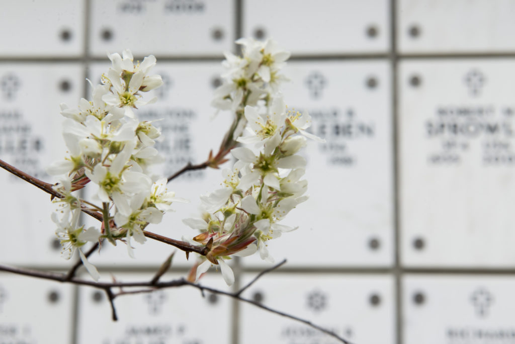 Arlington National Cemetery, soldiers, sailors, airmen, marines, military