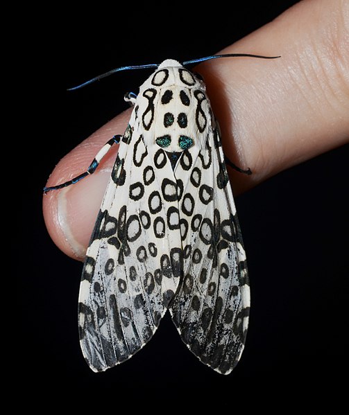 leopard moth