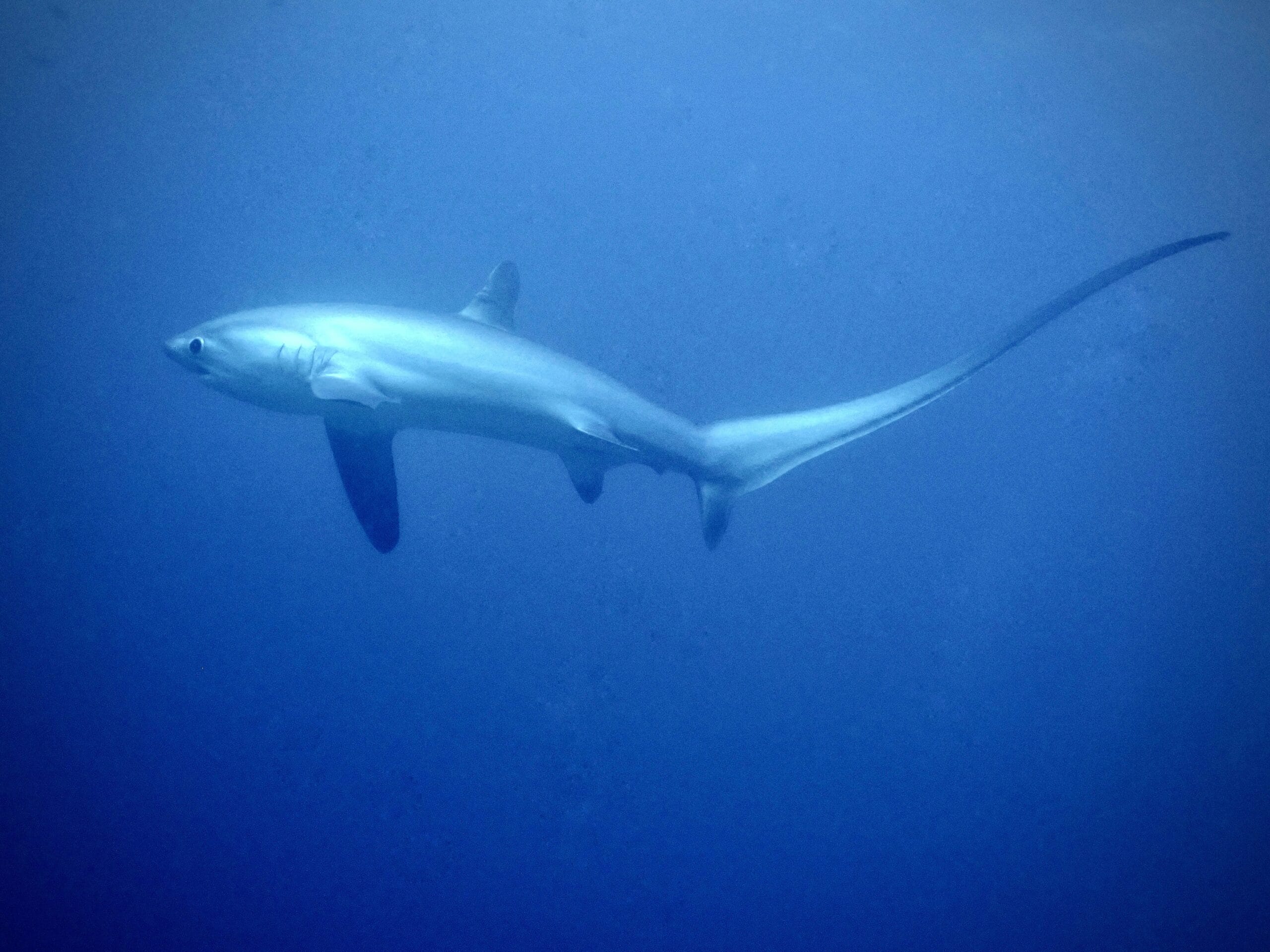 thresher shark