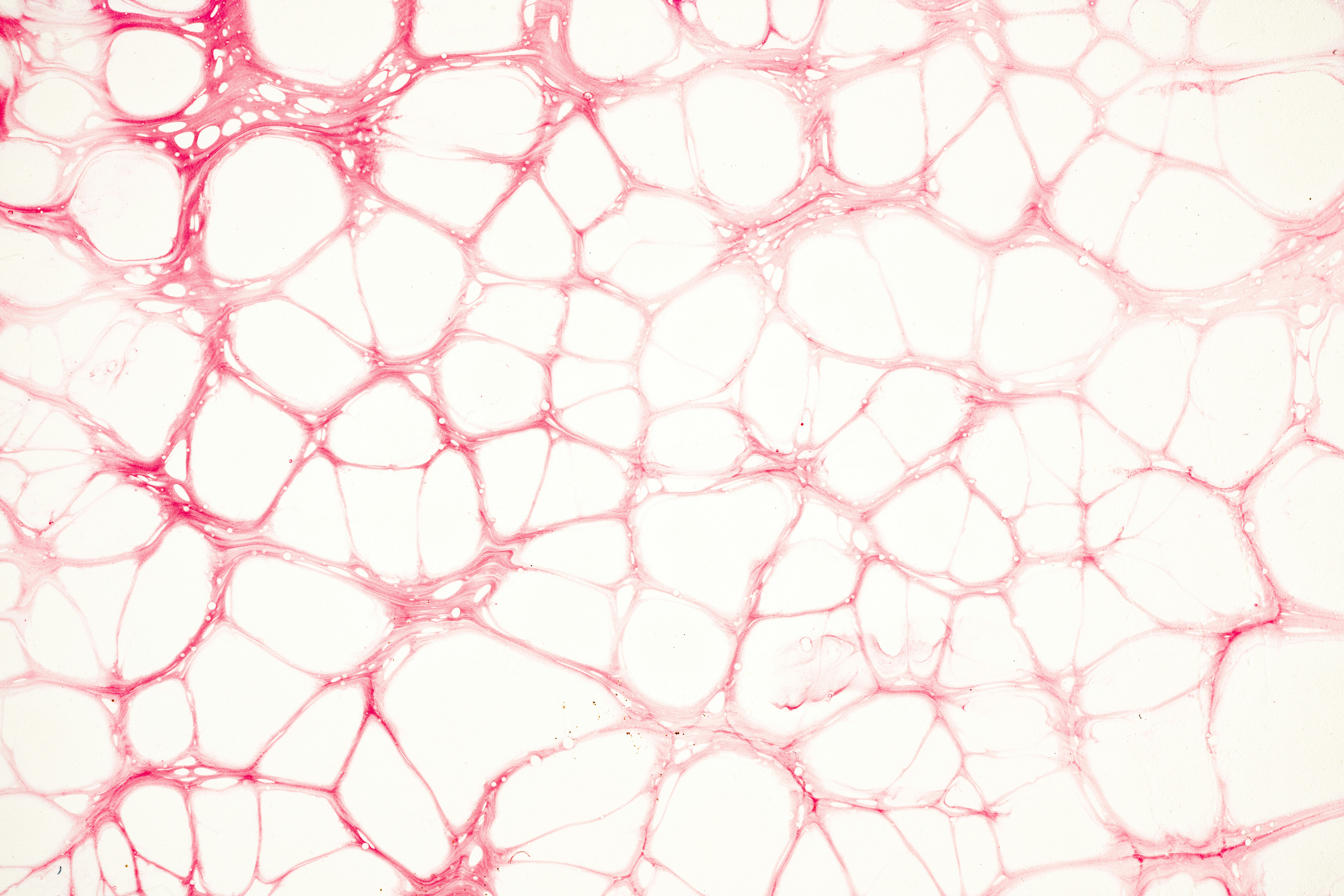 skin cells